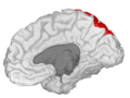 Superior Parietal