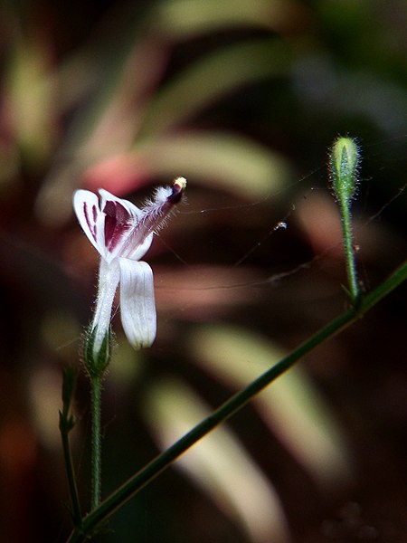 File:Swertia chirayita - Chirayita., കിരിയാത്ത്,നിലവേപ്പ്. (38946007972).jpg