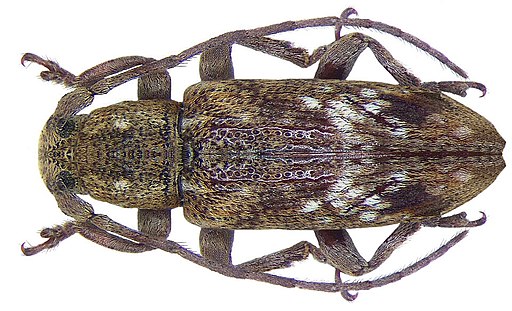 Sybra tricoloripennis Breuning, 1961 (4014425582)