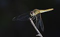 * Nomination Sympetrum fonscolombii (Red-veined darter), female. --Christian Ferrer 05:40, 8 December 2016 (UTC) * Promotion Good quality. --Martin Falbisoner 07:23, 8 December 2016 (UTC)