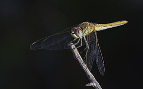 Sympetrum fonscolombii, female, Sète cf02.jpg