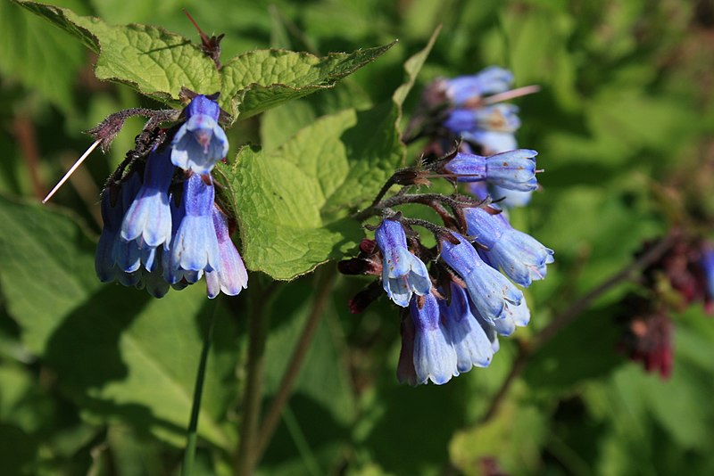 File:Symphytum-caucasicum-flowers.jpg