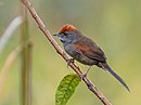 aves De Argentina