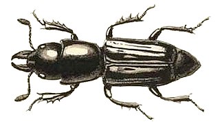 <i>Syntelia</i> Genus of beetles