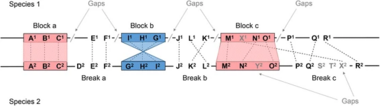 Example of synteny block and break. Genes located on chromosomes of two species are denoted in letters. Each gene is associated with a number representing the species they belong to (species 1 or 2). Orthologous genes are connected by dashed lines and genes without an orthologous relationship are treated as gaps in synteny programs. Synteny.png