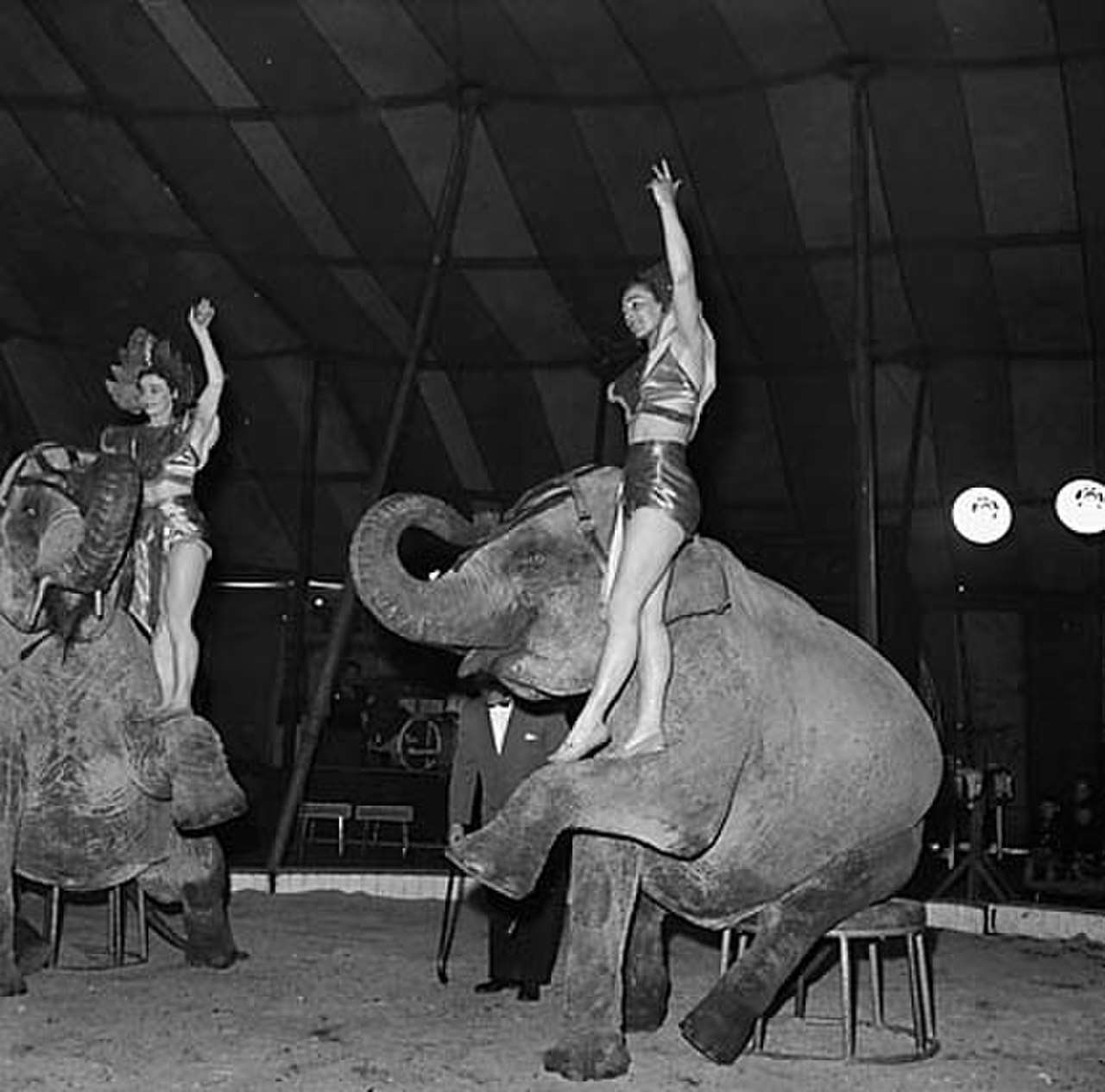 Larry am at the circus. Слон в цирке. Маленькие Слонята в цирке. Как обращаются с слонами в цирке. Claude at the Circus.