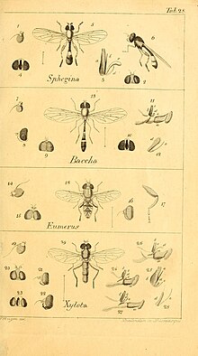 Systematische Beschreibung der bekannten europaischen zweiflugeligen Insekten Tome 3 1822 Tab 28.jpg