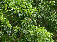 Syzygium-alliiligneum-SF22323-03.jpg