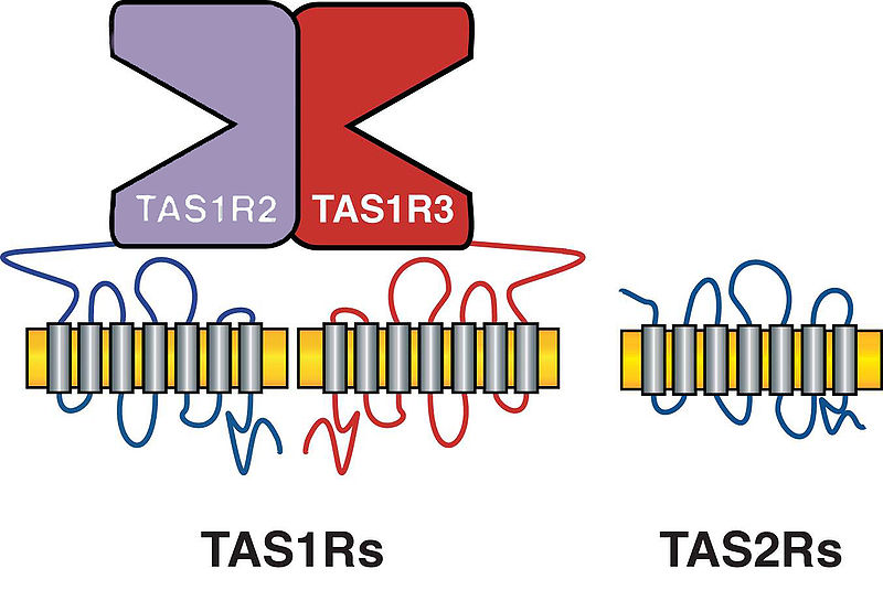 File:T1RvsT2R.jpg