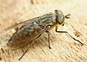 Common gadfly (Tabanus bromius)