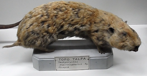 Óriási vakond patkány (Tachyoryctes macrocephalus)
