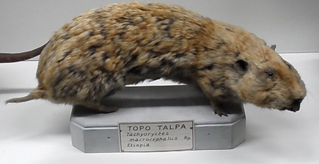 Tachyoryctes_macrocephalus