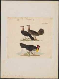 Description de l'image Talegallus cuvieri - 1820-1860 - Print - Iconographia Zoologica - Special Collections University of Amsterdam - UBA01 IZ16900141.tif.