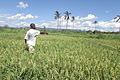 Tanzanian Rice Farmer.JPG