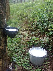 Latex being collected from an incised rubber tree (Hevea brasiliensis), and a bucket of collected latex Tapped rubber tree.jpg