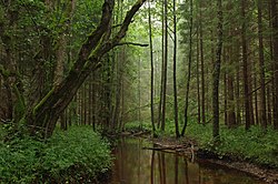 Fotografi av skog med tette trekroner, som skygger for sol og begrenser andre organismer
