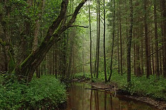 Ån Tarvasjõgi rinner i Kõrvemaa naturreservat i norra delen av Järvamaa