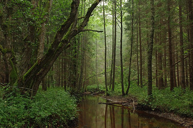 A Tarvasjõgi folyó a Kõrvemaa Kõrvemaa Nemzeti Parkban, Észtországban. Az ország területének felét erdő borítja