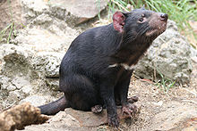 TasmanianDevil 1888.jpg