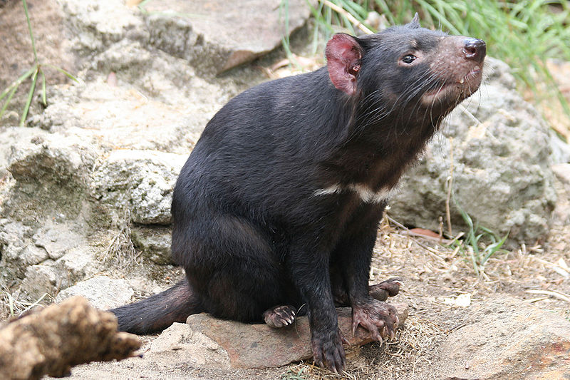 File:TasmanianDevil 1888.jpg