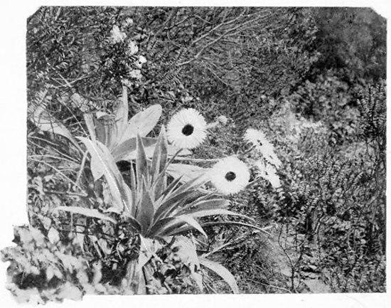 A picture of mountain daisy (Celmisia coriacea) surrounded by other low-growing plants.