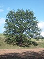 The Oak Tree.JPG