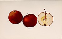 The apples of New York (1905) (19738881652).jpg