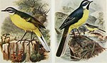 Thumbnail for File:The birds of the British Isles and their eggs (1919) (14569040130).jpg