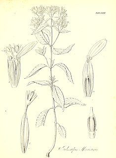 <i>Guardiola</i> (plant) Genus of flowering plants