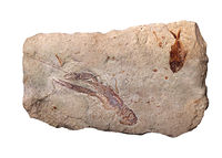 Fossil shrimp (Cretaceous)