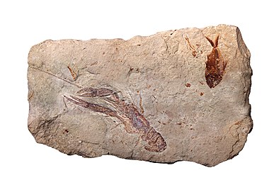 Lobster and fish fossils