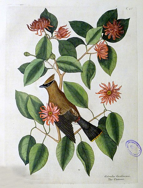 File:The natural history of Carolina, Florida, and the Bahama Islands, 1754 Garrulus Carolinensis - The Chatterer (19117862074).jpg