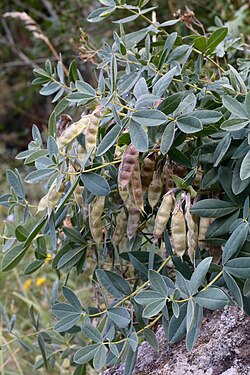 Thermopsis alpine (Fabaceae) (33002502070). 
 jpg