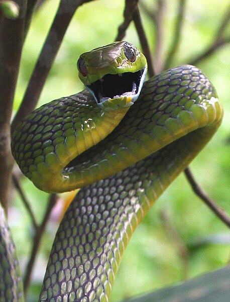 File:Threatened green cat snake.jpg