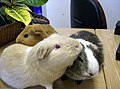 Three guinea pigs (Cavia porcellus) at Keswick Public Library.jpg