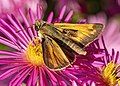* Nomination Thymelicus lineola (European or Essex skipper butterfly) on aster sp. --Acroterion 01:32, 19 September 2022 (UTC) * Promotion  Support Very good quality. --Tagooty 03:02, 19 September 2022 (UTC)