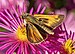 Thymelicus lineola on aster MD1.jpg
