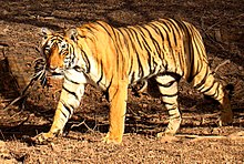Bengali tiiger