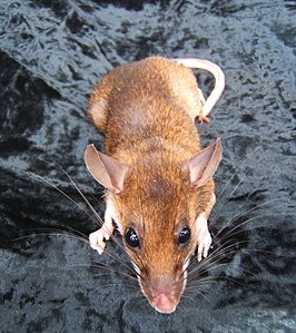 Maxomys surifer