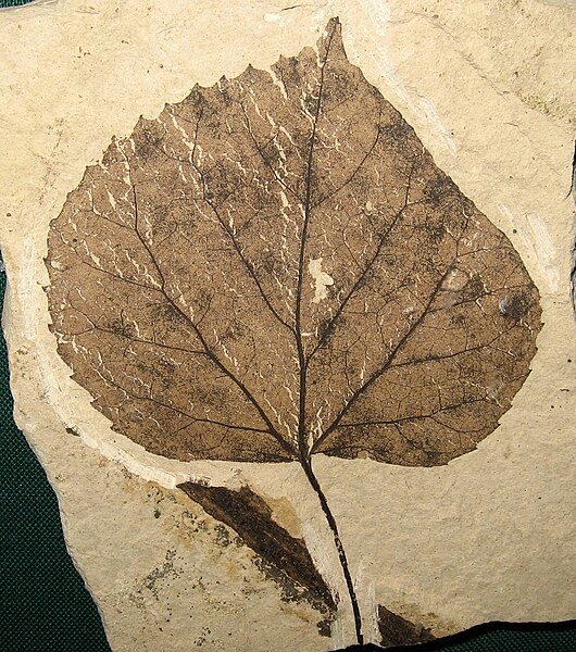 File:Tilia johnsoni 01.jpg