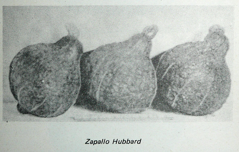 File:Tiscornia 1979 - Cucurbita maxima zapallo inglés o Hubbard (Argentina).jpg