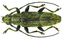 Tmesisternus griseus