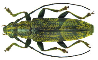 <i>Tmesisternus griseus</i> Species of beetle