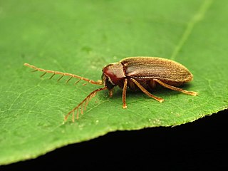 Ptilodactylidae Family of beetles