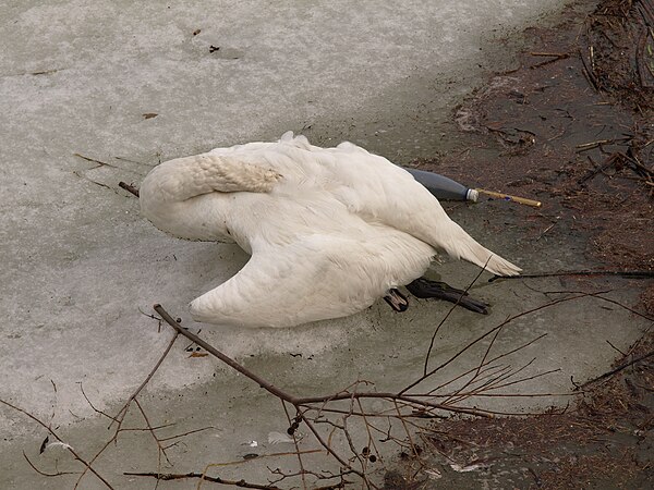 Cuando empieza a nevar, a veces no se encuentra nada que comer. Una vez los niños vieron un cisne que simplemente nunca se despertó después de una noche fría.