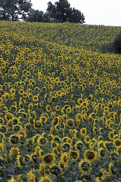 File:Tournesol Parcelle GERS-2-cliche Jean Weber (24058004586).jpg