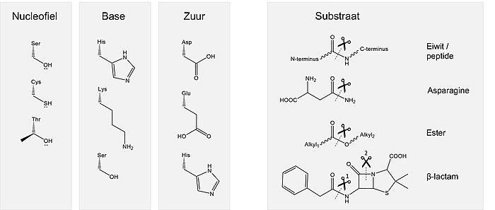 Verschillende residuen die een katalytische triade vormen voor hydrolyse. Links staan voorbeelden van nucleofiele, basische en zure residuen. Rechts staan verschillende substraten; hierbij geeft de schaar aan waar het substraat wordt geknipt.