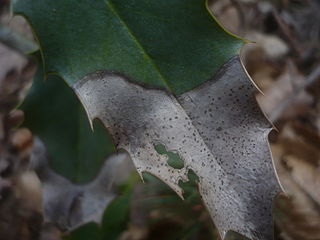 <i>Trochila</i> genus of fungi