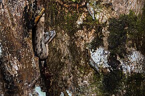 Описание изображения Tropidophis feicki.jpg.