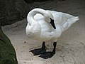 "Trumpeter_Swan_at_Akron_Zoo.jpg" by User:Kevin Payravi